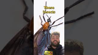 It’s valentines day and love or in this case... lovebugs are in the air! #pestcontrol