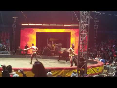 Horses Universal Soul Circus