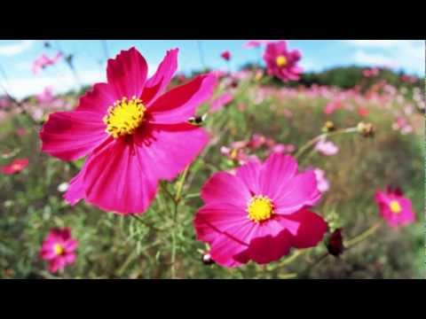 Kevin Kern - A Gentle Whisper