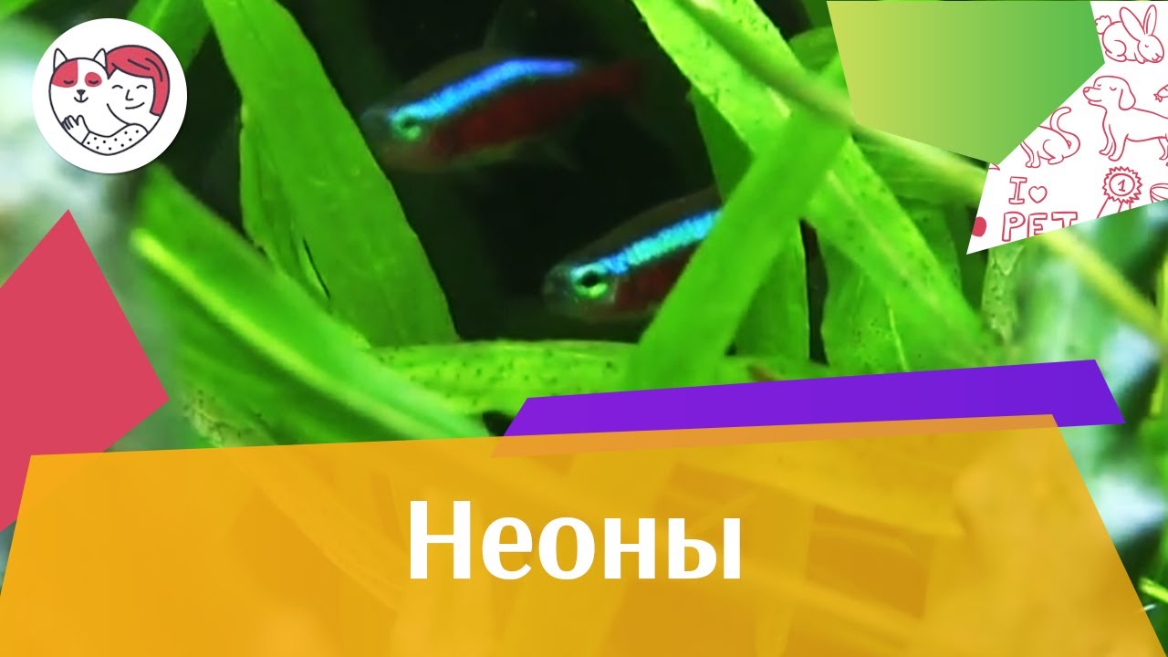 5 особенностей ухода за золотистым ретривером