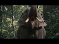 Unknown Elephant Trumpet And Growl Sound