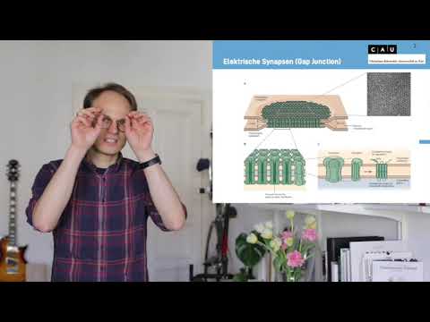 Vorlesung Biologische Psychologie S4_1