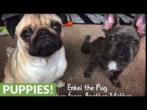 The story of a Pug and his best friend