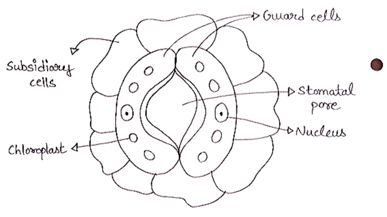 Diagram of Stomata | How To Draw Stomata Labelled Diagram | Biology Diagram