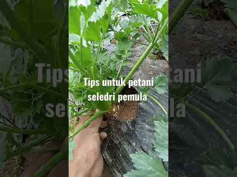 , title : 'tips untuk petani seledri pemula'