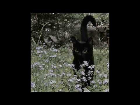 Video thumbnail for i'm a burden and i know it.