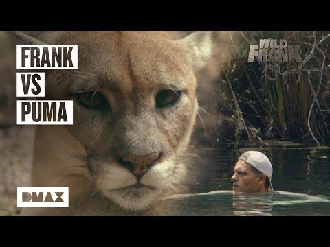 Wild Frank cara a cara con un puma | Wild Frank