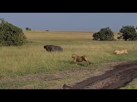 Rongai Lions unsuccsesful hunt attempt on Buffalo Bull without Lorkulop | Masaimara | 31 May 2024