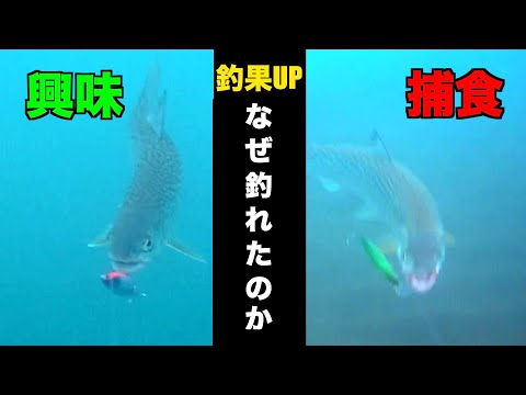 エピペドバテス・アンソニーについて詳しく解説