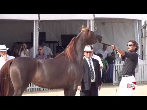 N.46 OM EL BASILEA - Menton 2015 - Fillies 3 years old (Class 3)