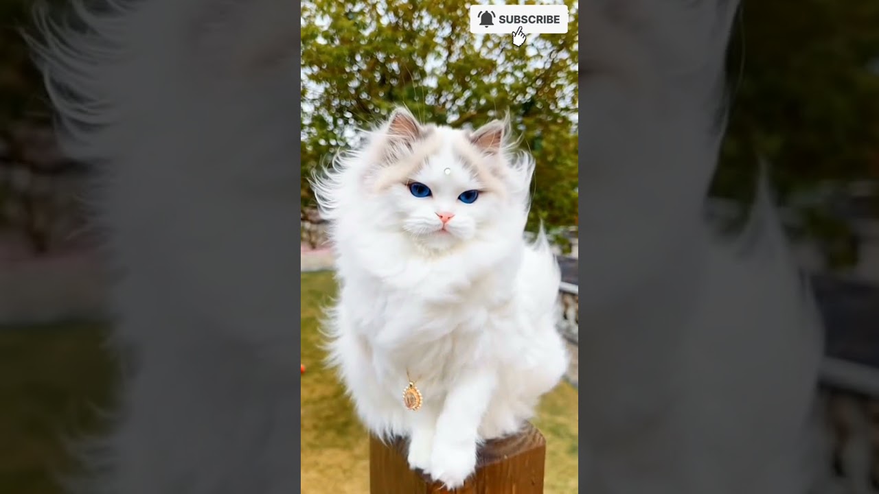 kucing putih mulus bersih tercantik versi AI