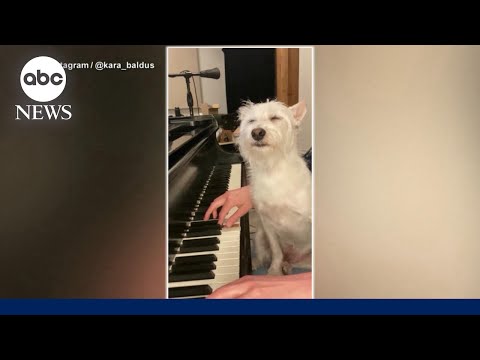 Dog goes viral for his love of mom's music - YouTube