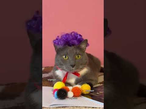 Школа котиков видео