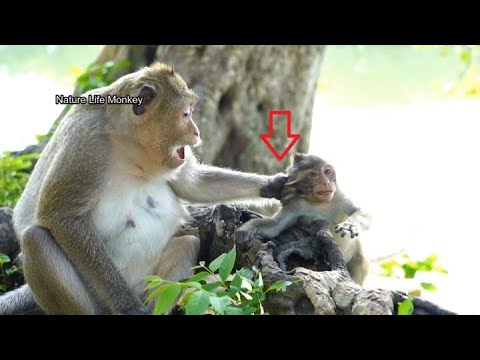 Oh no...why mom hate me!! Leyla very nasty mom pull ear warn Lucas being annoy around her milk