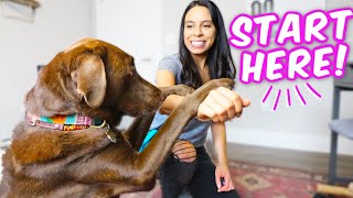 10 EASY DOG TRICKS IN 10 MINS 🐶 Promise, they&#39;re easier than you think