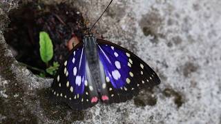 [問卦] 2008年國蝶投票有多競爭？