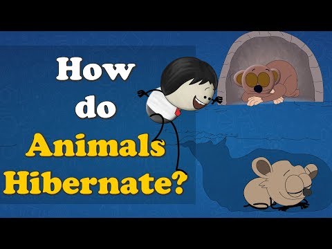 How do Animals Hibernate? + more videos | #aumsum #kids #science #education #children