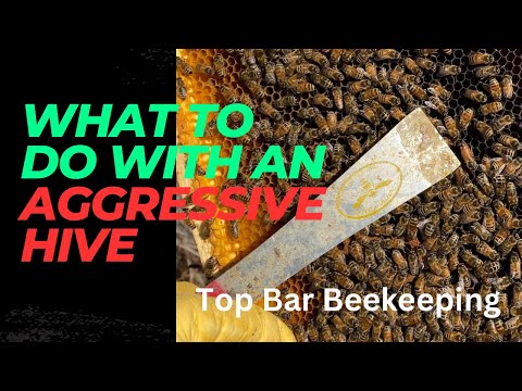 What to do with aggressive bees or hive? Is it time to “retire” the queen?