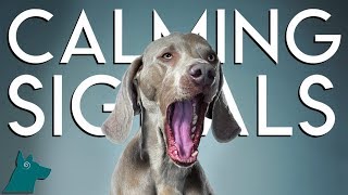 Calming Signals in Dogs (Yawning, Licking Lips, Shaking Off)
