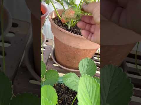 アイスバーグレタス 植物