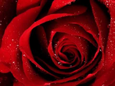 Richard Clayderman. El frágil aroma de las Rosas.