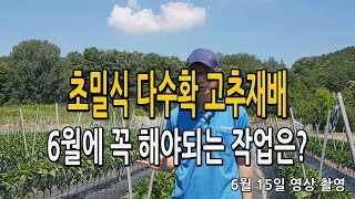 초밀식 다수확 고추재배 6월에 꼭 해야하는 작업 및 현재 생육상태는? 6월 15일 촬영