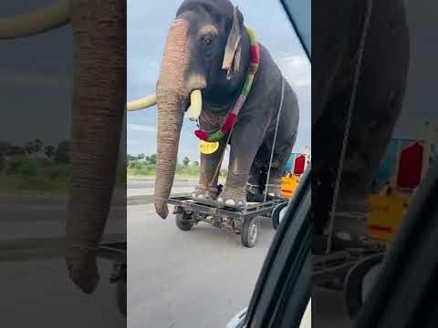 Oru second la emandhuten🙄 unmaiyana elephant nu! #viralshorts