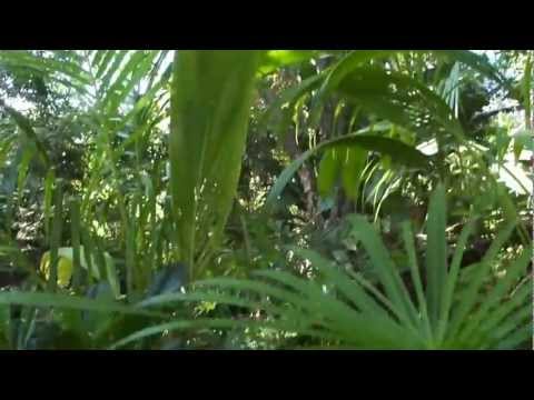 Dzsungel a kert végében