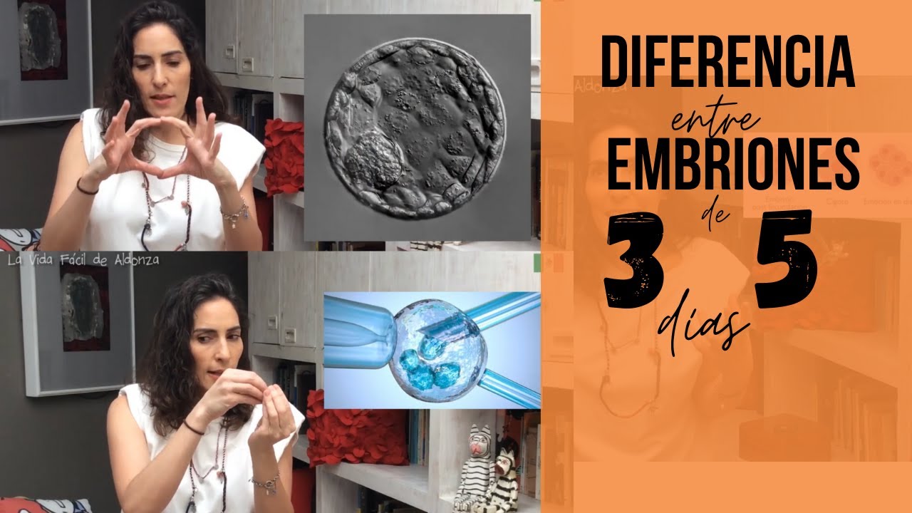 Watch DIFERENCIA ENTRE EMBRIONES DE 3 Y 5 DIAS Now DIFERENCIA ENTRE EMBRIONES DE 3 Y 5 DIAS