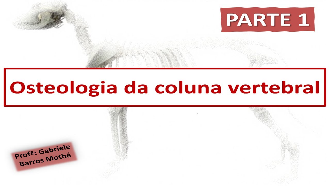 OSTEOLOGIA DA COLUNA - parte 1 (anatomia veterinária)
