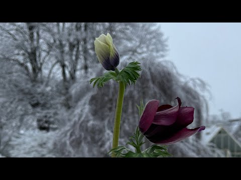 Anemones are more hardy than Ranunculus