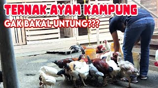 Download lagu APA TERNAK AYAM KAMPUNG BISA UNTUNG DAN JADI PENGHASILAN UTAMA⁉️ mp3