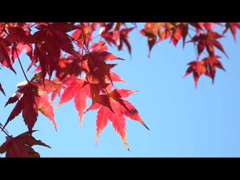 山梨県南アルプス市～紅葉巡り～
