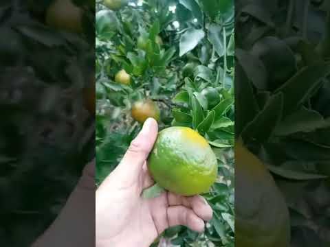 #colheita da Poncan tá com tudo em Cerro Azul