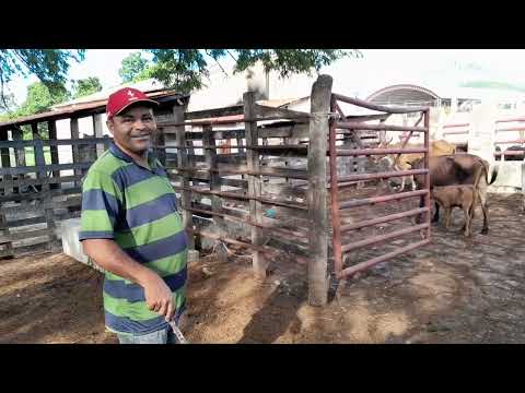 Feira de gado Vertentes Pernambuco 27 de Abril de 2024