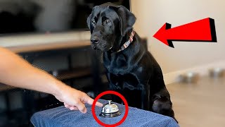 Ring The Bell, Get A Treat!! (Gone Wrong)