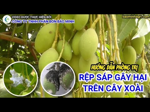 HƯỚNG DẪN PHÒNG TRỊ RỆP SÁP GÂY HẠI TRÊN CÂY XOÀI | Bảo Minh FE