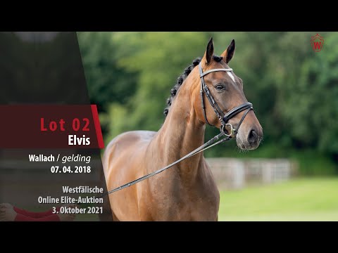 Online Elite-Auktion Lot 02 Elvis Wallach v. Escolar - Sandro Hit