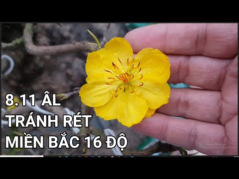 🔴 QBS22323 - CHĂM SÓC CÂY MAI KHI NHIỆT ĐỘ RÉT ĐẬM | CHĂM SÓC MAI VÀNG MIỀN BẮC NỞ HOA ĐÚNG DỊP TẾT