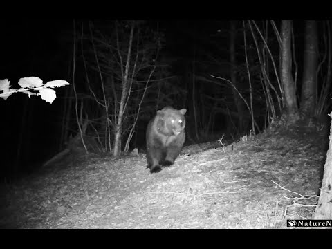 Trail camera compilation - Bear, Fox and other interesting animals