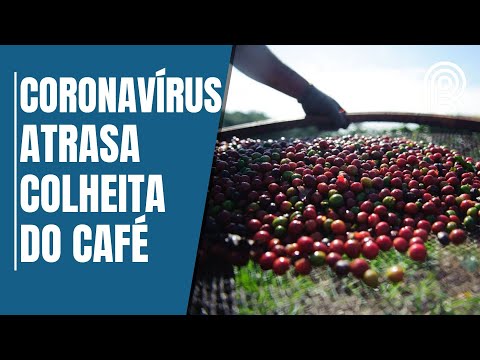Café: colheita será ampliada em até 100 dias