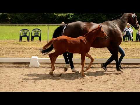 Stute, geb. 26.05.2021 – V: VivaldosM: Dancier – Wild Dance