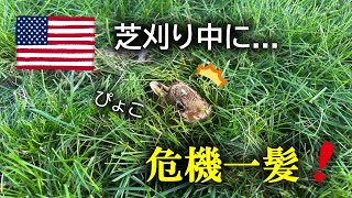 【アメリカ生活】尊い…！家の庭にうさぎの赤ちゃんの巣がありました
