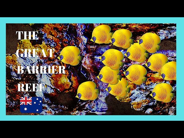 The GREAT BARRIER REEF, fantastic UNDERWATER VIDEOS, Queensland (Australia)