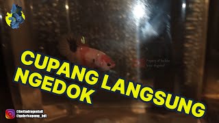 Download lagu SOLUSI CUPANG YANG MOGOK NGEDOK mp3