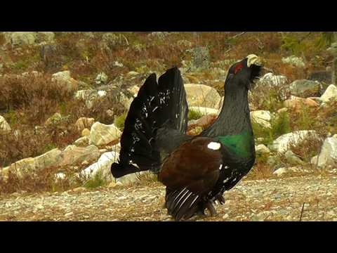 Das Auerhuhn im Naturpark Fichtelgebirge