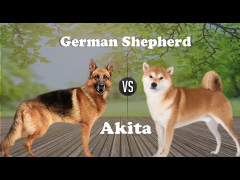 ジャーマンシェパード vs 秋田犬 (品種情報と比較)