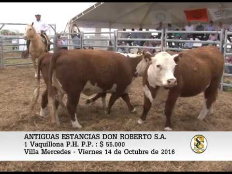 14-10-16 Venta de Vaquillonas P.P. - Antiguas Estancias Don Roberto - V. Mercedes.