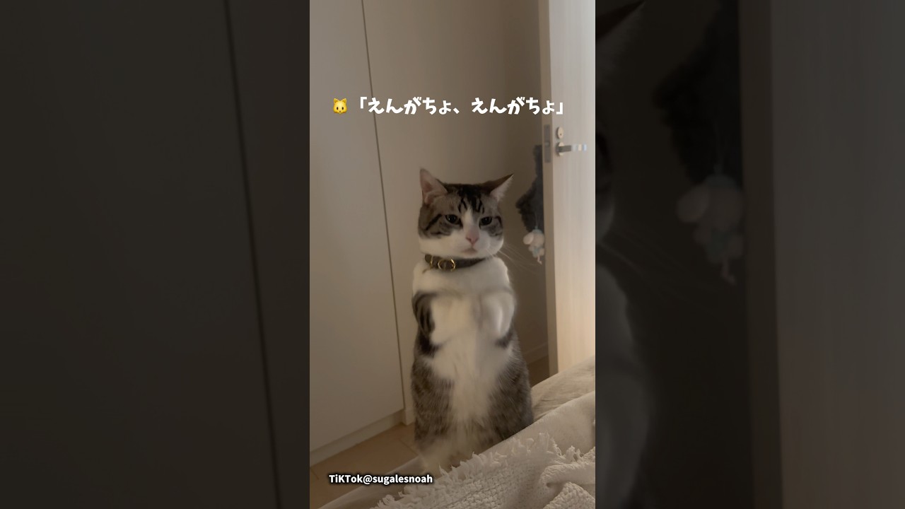 寝てたら謎の儀式で起こされる🤣#猫 #猫のいる暮らし #cat