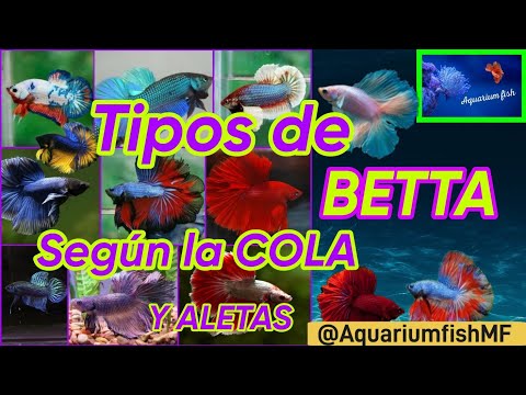 TIPOS DE BETTA | todas las variedades del pez betta - por la Aleta y la Cola